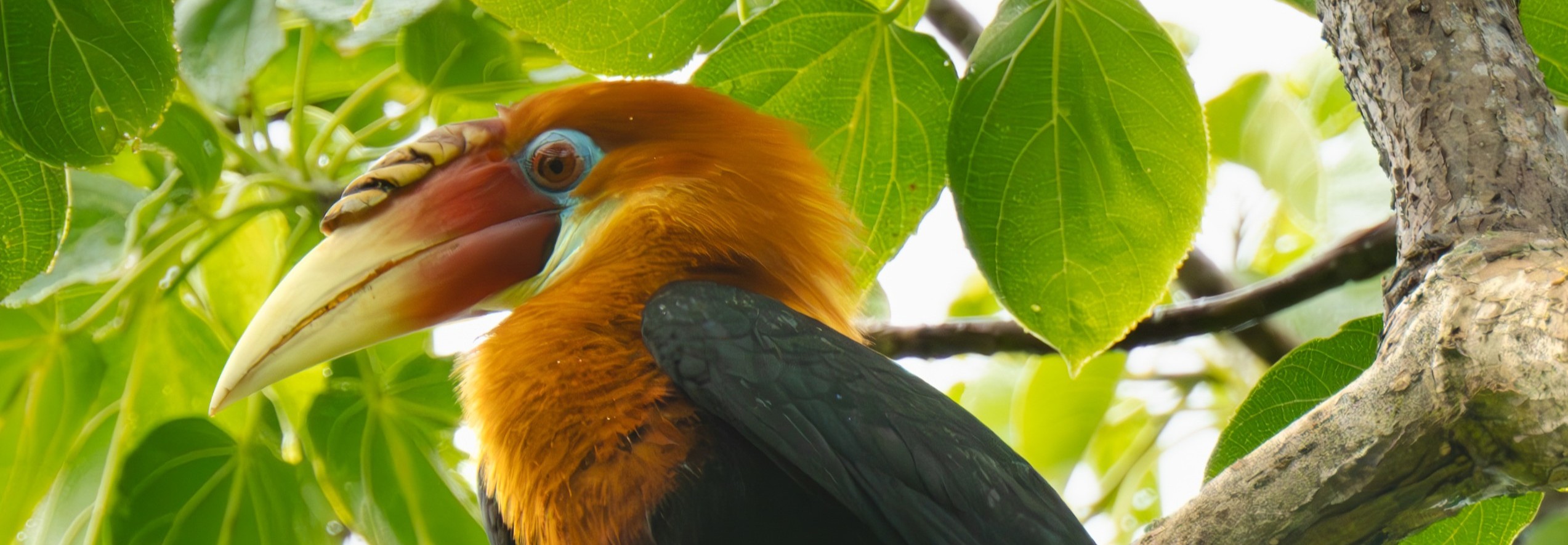 Day 1: Arrival & Birding at Sippighat